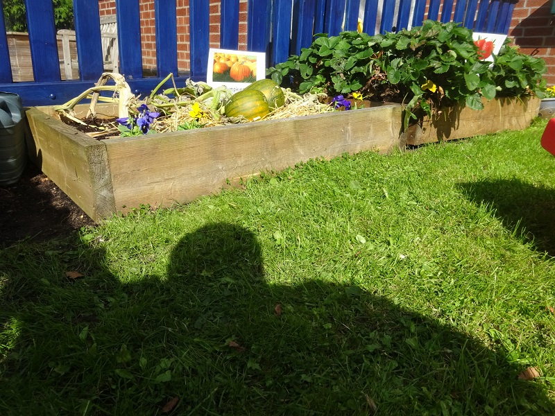 Our mini-allotment, currently home to pumpkins and strawberries.